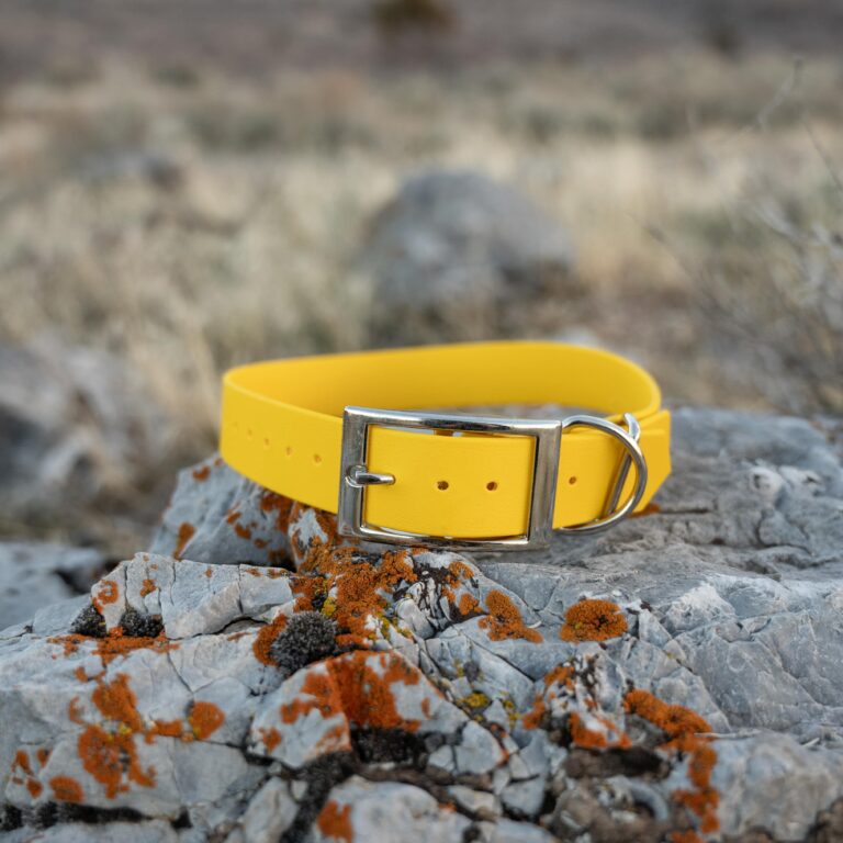 pop - productshots-outdoors-everyday collar-min-SQUARAE