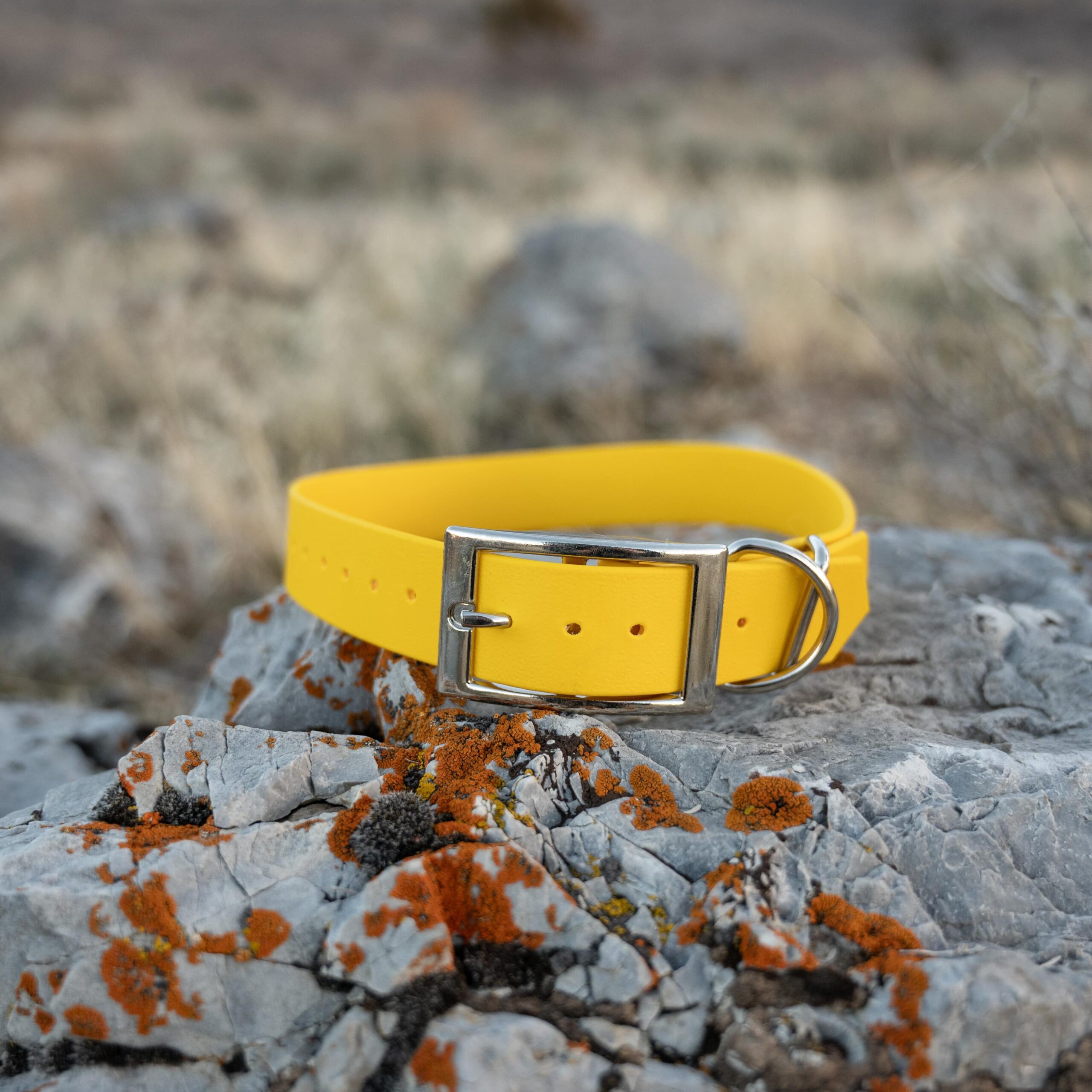 pop - productshots-outdoors-everyday collar-min-SQUARAE