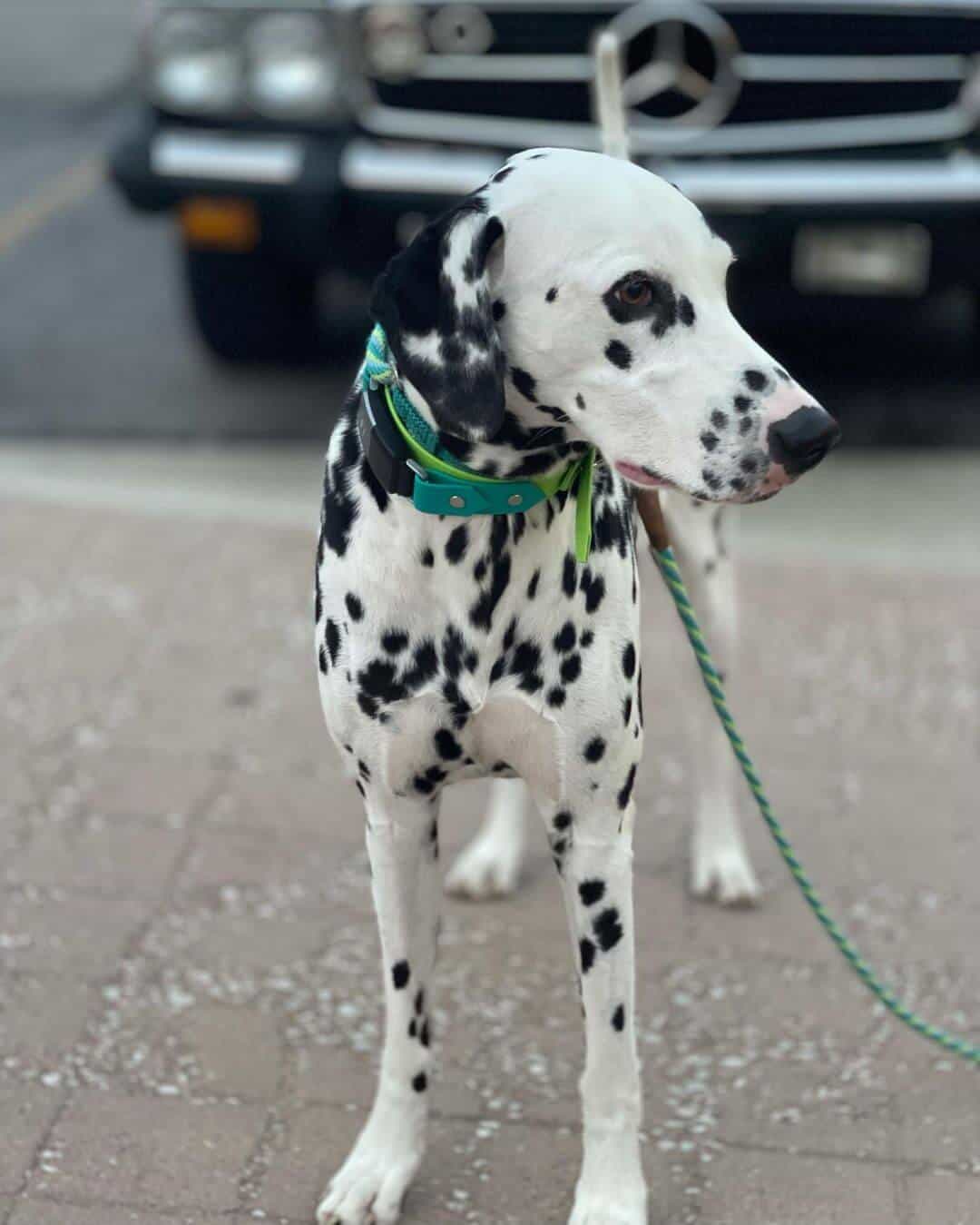 1 Inch Two Tone Fi Compatible Collar (on the collar connection)