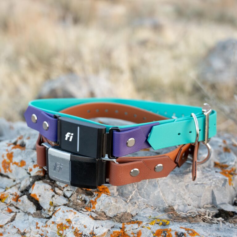 pop - productshots-outdoors-1inch on the collar fi 2and3-min-square