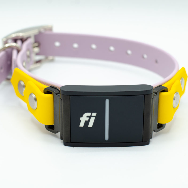 3/4" fi 3 compatible collar - on the collar style in lavender and yellow