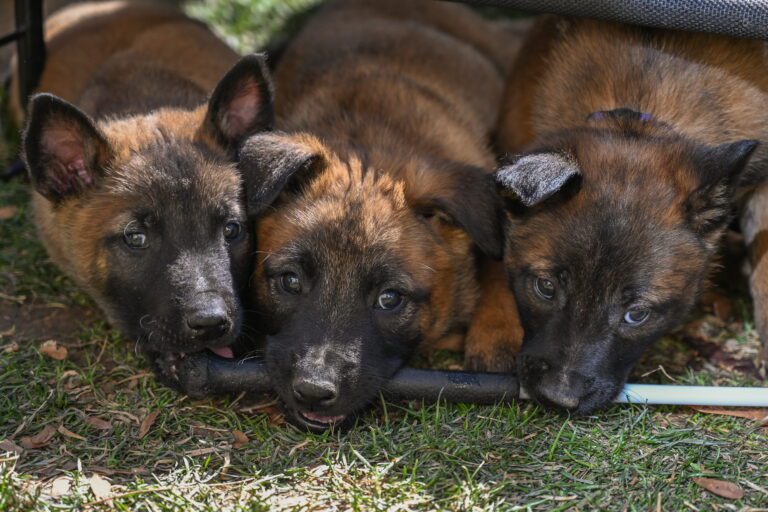 malinois puppies
