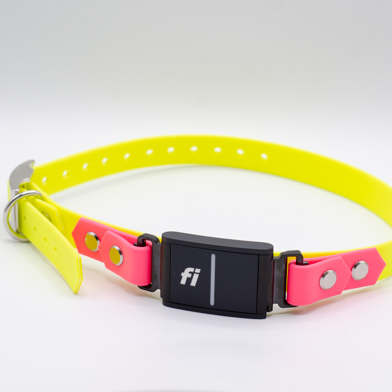 3/4" on the collar fi compatible collar in neon yellow and bubblegum