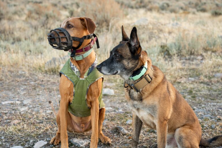 two dogs wearing pimped out pup biothane dog collars