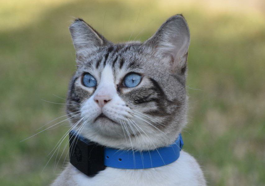 Cat wearing a 3/4" everyday collar with a Fi mini TPU case attached.